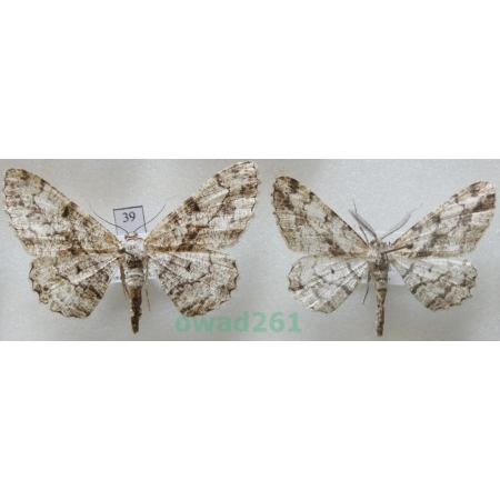 Peribatodes umbraria (Hübner, 1809) pair Bulgaria39